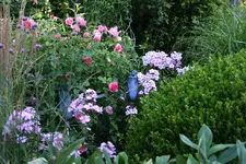Juli       4422.webp