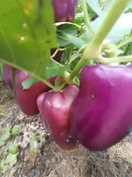 IMG_20220721_110748.webp