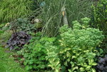 Sedum  0621.JPG