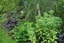 Sedum  0621.webp