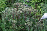 Sedum Matrona0115.JPG