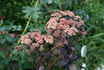 Sedum0115.JPG