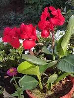 Canna3.webp