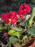 Canna3.jpg
