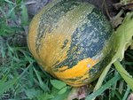 IMG_20220722_203645.jpg