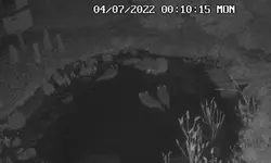 Waschbären schwimmen.webp