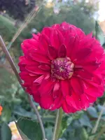 2022-07-21 Dahlie Haifa rot.webp