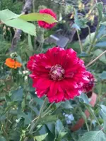 2022-07-21 Dahlie Haifa rot-weiß.webp