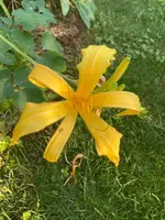 2022-07-21 Hem Spider gelb-Streifen weiß.webp