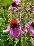 IMG_20200705_153442.jpg