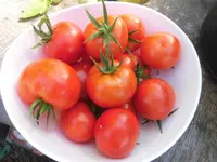 DSCI0452 (1).webp