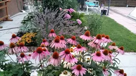 IMG_20180718_204952582.webp