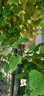 IMG-20220724-WA0008.webp