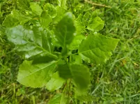 IMG_20220725_141758.jpg