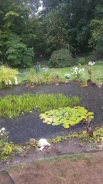 Regen.webp