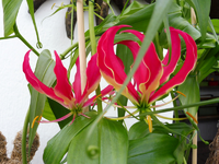 gloriosa.webp