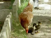 Tiere alt 734 v.webp