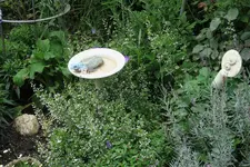 Steinquendel 0121.webp