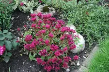 Sedum  0421.webp