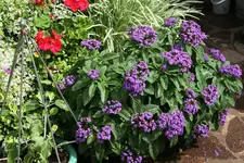 Vanilleblume 0119.webp