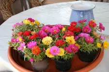 Einjährige     0721.webp