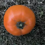 5D807BD2-B047-433C-898E-53E7829D4837.jpeg