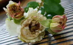 2022blmn47.webp 2022blmn47.webp