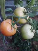 IMG_20220726_211001.webp