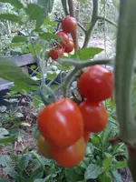 IMG_20220726_211346.webp