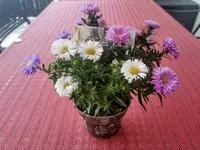 IMG_20220727_105910.webp