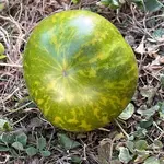 4B605145-4CE1-4F1E-8F27-CAEC6637DC05.webp
