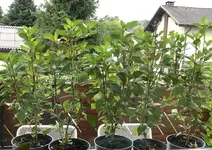 6D62ECC7-8E8B-4147-B7CB-7F3426506610.webp 6D62ECC7-8E8B-4147-B7CB-7F3426506610.webp