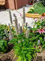 IMG_20220728_120916.jpg
