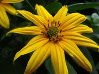 Topinambur.webp