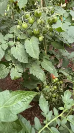 2054D915-5B60-437D-8846-26D10EBA7FF5.jpeg