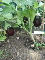 IMG_20220728_130704.webp