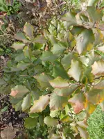 blutbuche04.webp