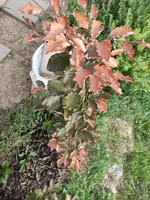 blutbuche03.webp