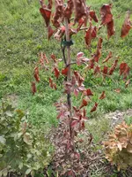 blutbuche02.webp