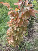 blutbuche01.webp
