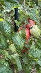 C09E6094-E5C7-47B3-ACAA-20731C5915ED.jpeg