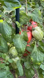 C09E6094-E5C7-47B3-ACAA-20731C5915ED.webp