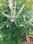 IMG_20220727_093832.jpg