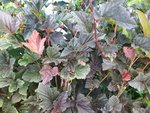 IMG_20220727_094125_1.jpg