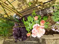 IMG_20220727_094204_3.jpg