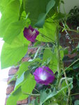 P1040155.JPG