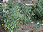 IMG_0628.JPG