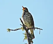 IMG_8500 R&R v (2).webp
