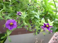 P1080864.webp