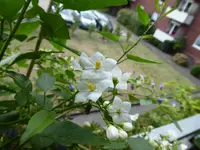 P1080866.webp
